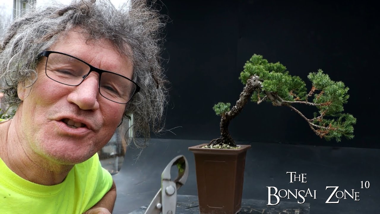 Pruning My Needle Juniper, The Bonsai Zone, Jan 2023