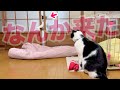 【ねこ動画】「なんか来た……。」ねこ「ひょい!!あぁぁぁ!!」「てい!!ん……？」