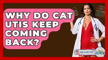 Why Do Cat UTIs Keep Coming Back? - Ask A Pet Vet