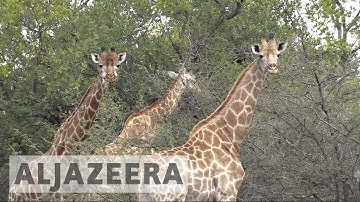 Giraffes in danger: Iconic animal facing extinction