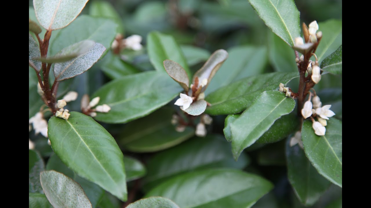 Elaeagnus ebbingei - planteztop.fr