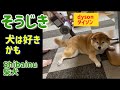 掃除機に吸われたい柴犬みかん#柴犬 #柴犬のいる暮らし #柴犬多頭飼い #shibainu #犬 #dyson #ダイソン