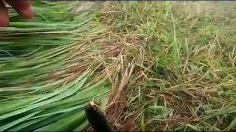 Frog toon, câu cá lóc bằng mồi nhái Frog toon  [www.adocau.com]