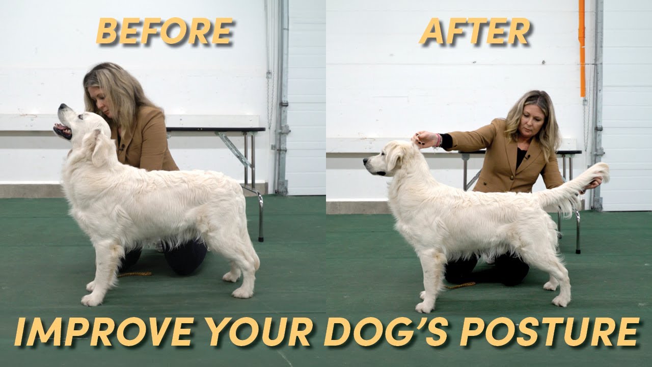 Stack Training Dogs 2 Ways to Improve Your Stack - Tension Methods! - YouTube