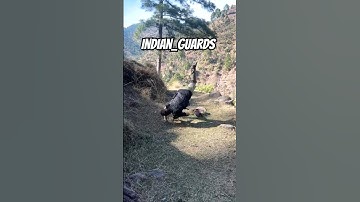 parasf 💀🔥 #army #para #commando #indianarmy #soldier #attitude #trending #viralvideo #shorts #parasf