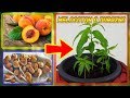  como germinar semillas de durazno  germinar melocoton   cultivo paso a paso