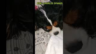 King Charles spaniel Puppies #breeder #dogs #breeding #pets #kennel #cute #trending #viral #youtube