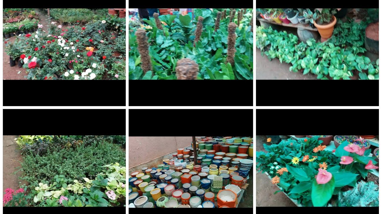 Nursery Overview Nursery Visit Plants Price Details Choosing