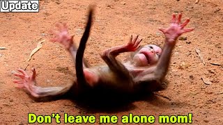 Naughty Monkey Libby Leave Her Baby Brady Crying Alone On The Ground Till Baby Shout Crying Scare