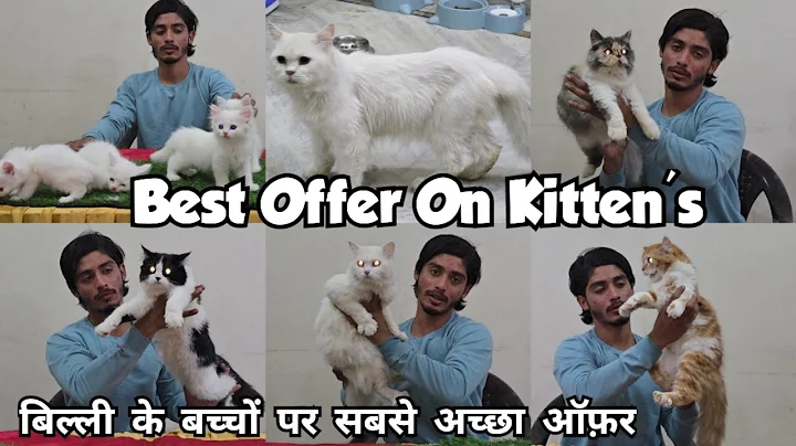 Video 11651331: persian kittens cattery, persian cat kitten