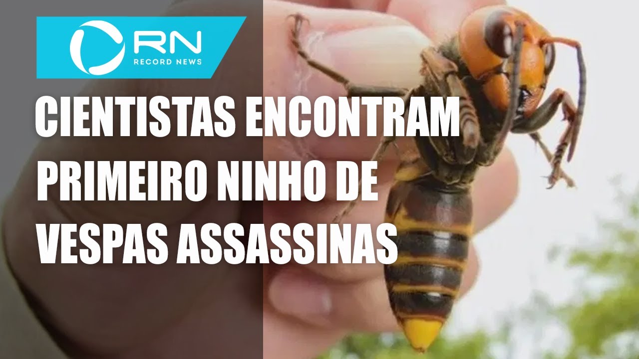 Cientistas Encontram Primeiro Ninho De Vespas Assassinas Nos EUA YouTube