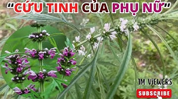 Cây Ích Mẫu – Vị Thuốc Nam Quý Cho Phụ Nữ Mất Cân Bằng Nội Tiết, Kinh Nguyệt Không Đều!#NTH