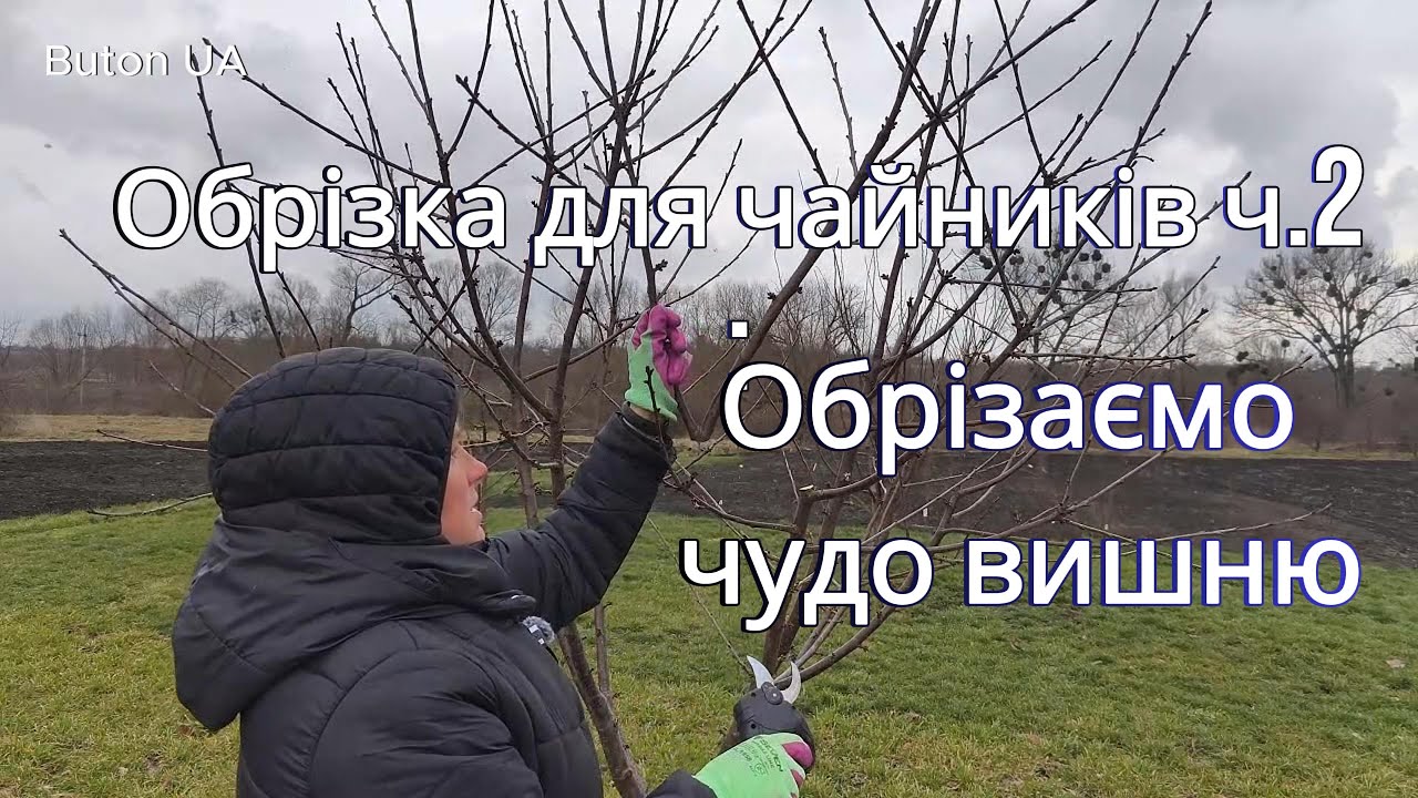 Обрізка дерев для чайників: як формувати чудо вишню чашею?