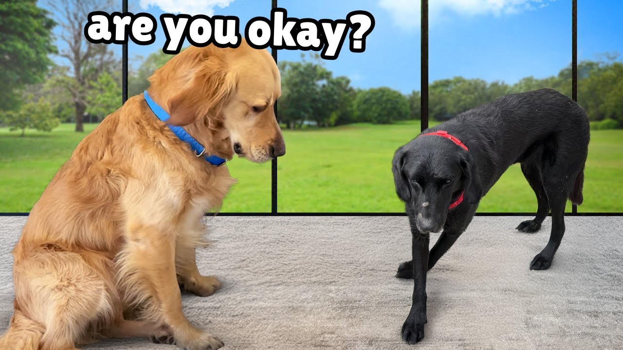 Golden Retriever Meets Mentally Slow Rescue Dog after he was Abused