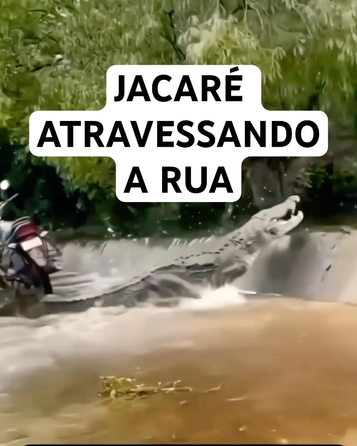 UM JACARÉ ATRAVESSANDO A RUA KKKKK #shorts