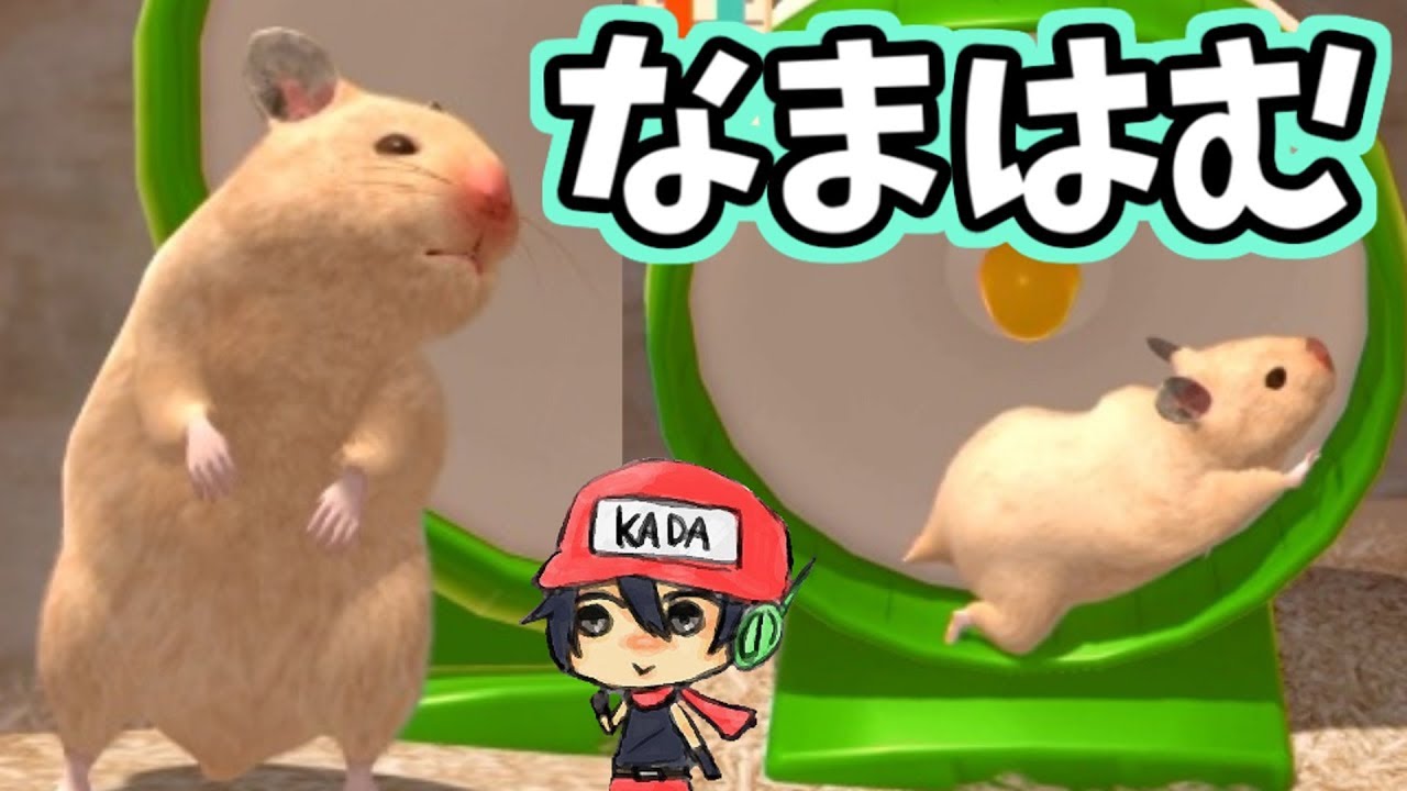 うちのハムスターかわいいなぁ。【なまはむ】＃1 - YouTube