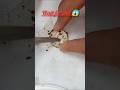 🥰😱आधा coin में चमक aaya!!😱👉 Most satisfying coin clean video 😘✨#shorts