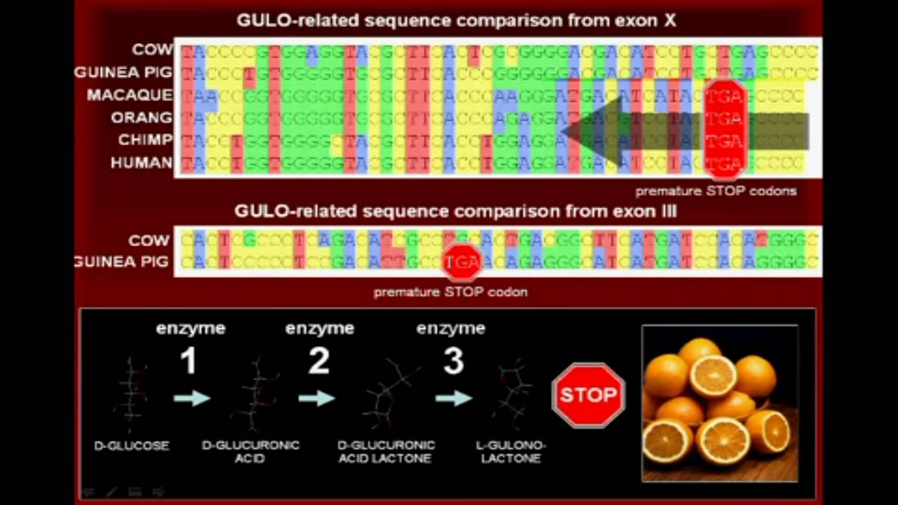 Vitamin C And Common Ancestry