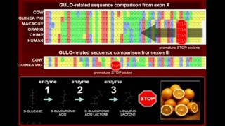 Vitamin C And Common Ancestry