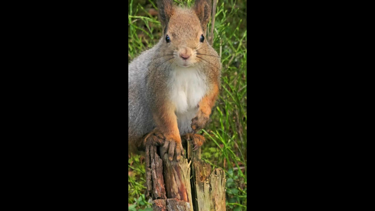 Squirrels and Birds at the Feeder in Finland