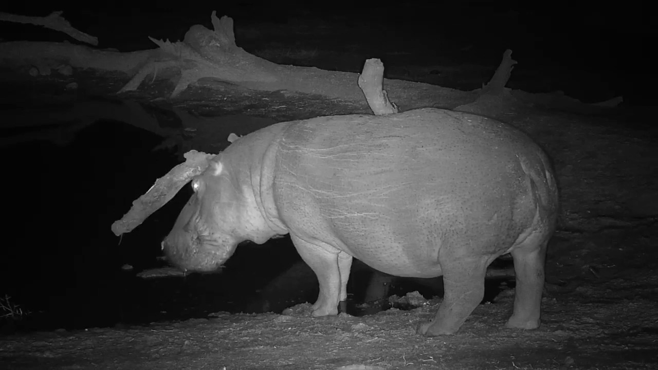 camera iphone 8 plus apk Djuma: Lone Hippo - 23:38 - 10/11/19