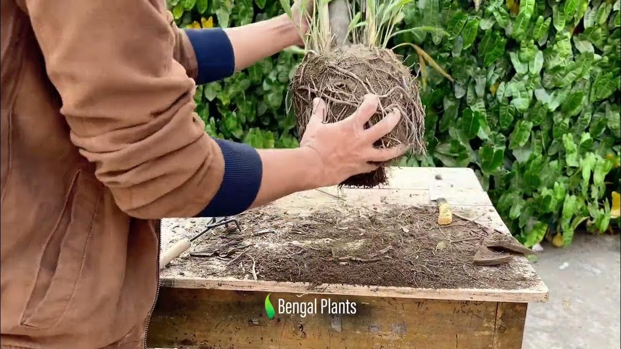 Simple Steps to Repot Palm Plants. YouTube