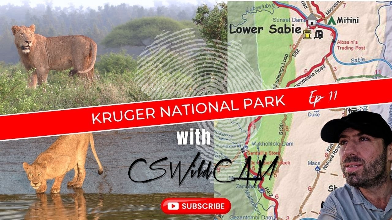 VURHAMI Pride | Young Male LION and Siblings Moving Together on the S28 Hunting