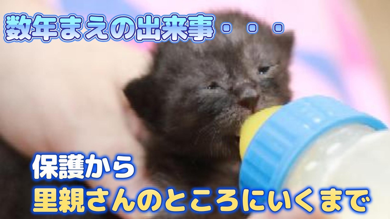 何年も前の事ですが・・・お母さんネコがいなくなった仔猫の成長記録