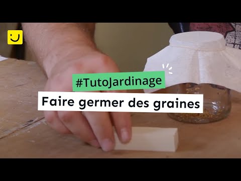 Vidéo: Germination des graines de cactus : Apprenez comment et quand planter des graines de cactus