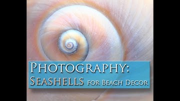 Photography Video: Seashells for your Beach Decor