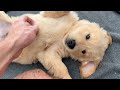 My Last Day With My Rescued Golden Retriever Puppies...