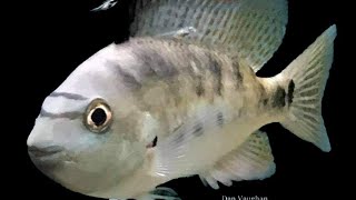 Download Lagu T SIEBOLDII RIO GARICHI PAIR SPAWNING...from start to finish. Download Lagu T SIEBOLDII RIO GARICHI PAIR SPAWNING...from start to finish.