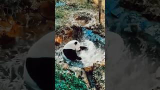 Islamic Status Video | Panda Scene with Quran Tilawat #IslamicStatus #QuranTilawat #QuranRecitation