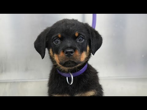 This is your sign to get a Rottweiler | Adorable Rottweiler puppy