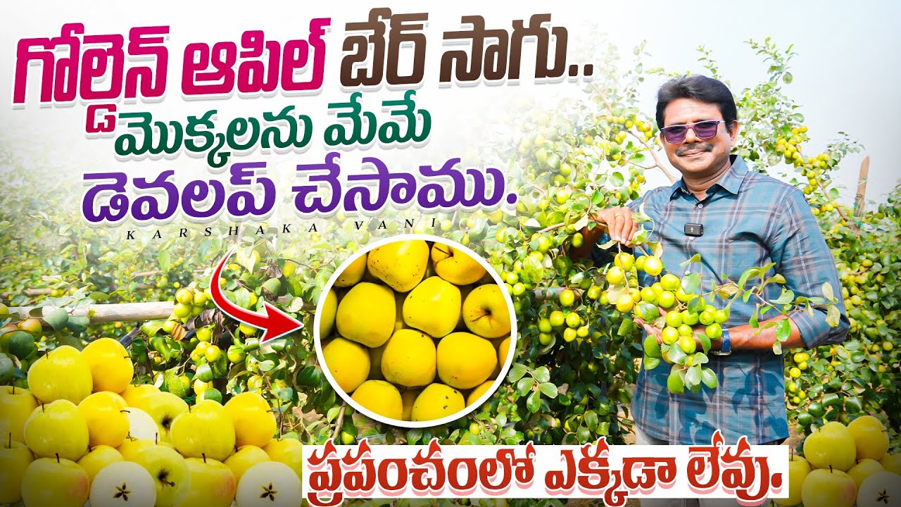 గోల్డెన్ ఆపిల్ బేర్ సాగు.మొక్కలను మేమే డెవలప్ చేసాము | ప్రపంచంలో ఎక్కడా లేవు | @karshakavani7049 