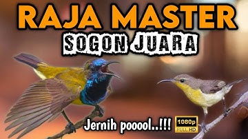 Ngeri !! RAJANYA MASTER SOGON FULL ISIAN KEKINIAN‼️
