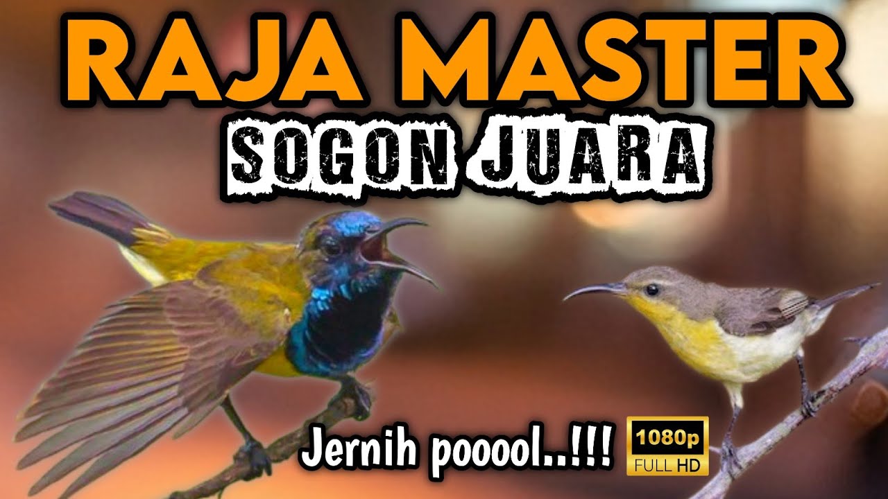 Ngeri !! RAJANYA MASTER SOGON FULL ISIAN KEKINIAN‼️