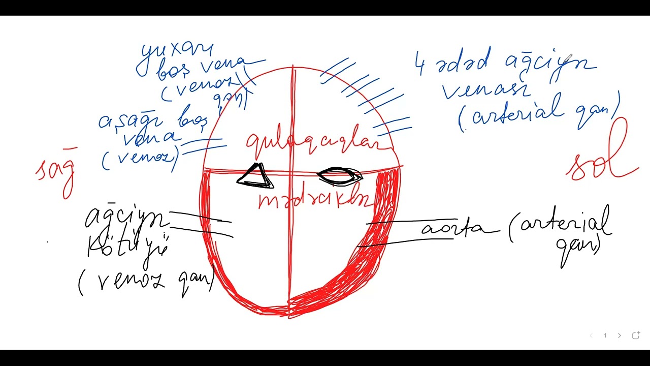 Qan-damar sistemi - 2. dərs izahı Dekabr qrupu