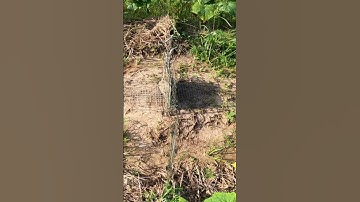 Bẫy Chim Cút Rừng t 155 bằng gương, nhanh dính/đơn giản hiệu quả.#shorts