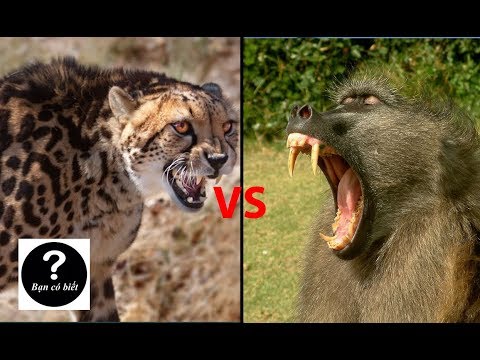 Video Báo Gê-pa vs Khỉ đầu chó, con nào sẽ thắng #38 || Bạn... - youtube