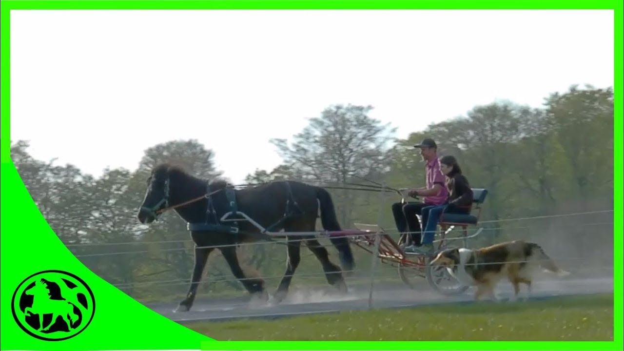 Einfahren von Islandpferden vor dem Sulky