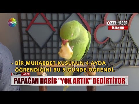 Video: Mated Cat Nasıl Tıraş