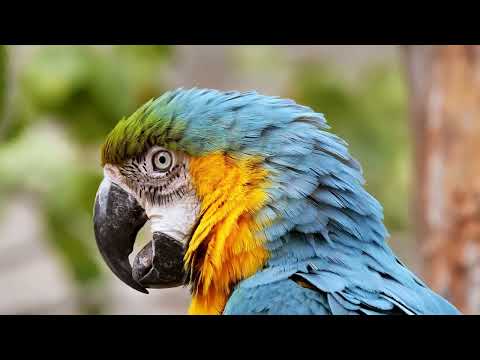 Beautifull  Parrots Videos Compilation  / Macaws / Parakeets / budgie  / Conure Parrot
