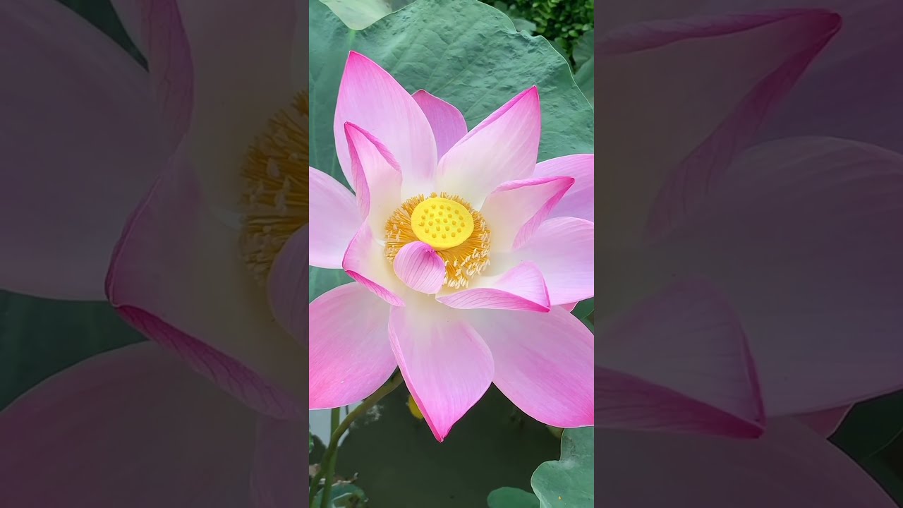 Qual a mais bela: lótus azul egípcio ou lótus rosa indiano?