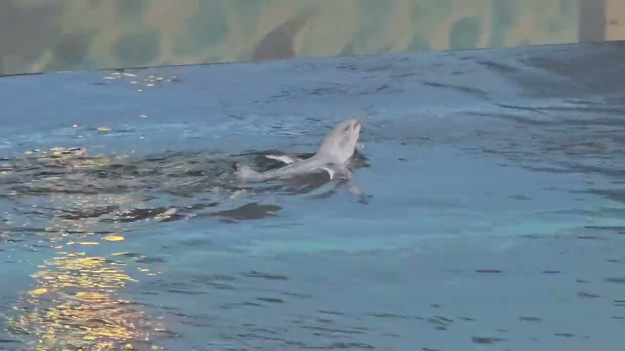 Little Blue Penguins | Penguin Rescue | New Zealand Birds | Penguins