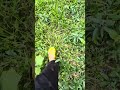 Polkadot green balloon exploded#shortsviral