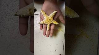 Starfish Fridge Magnet  Shorts wallputty