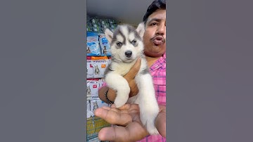 Siberian Husky Puppy Sell Low Price. #pets #dogbreed #shortvideo