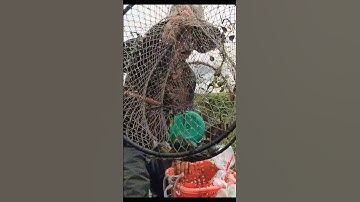 Thăm Lờ Mùa Nước Nổi - Dính Cá Rô Đồng, Cá Trê Lai Ruộng #shorts #cárôđồng #cátrêlai