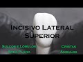 Anatomia do Incisivo Lateral Superior